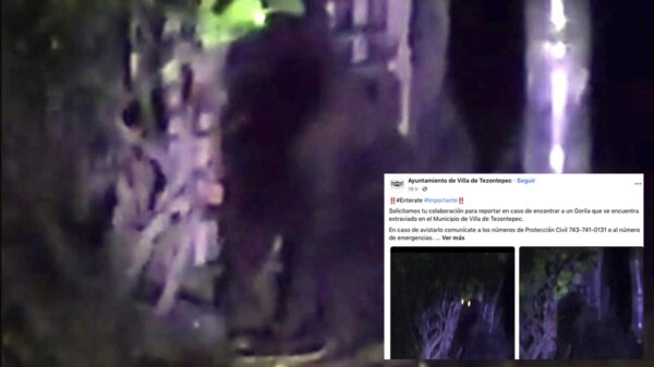 Cunde el terror en Hidalgo por gorila suelto