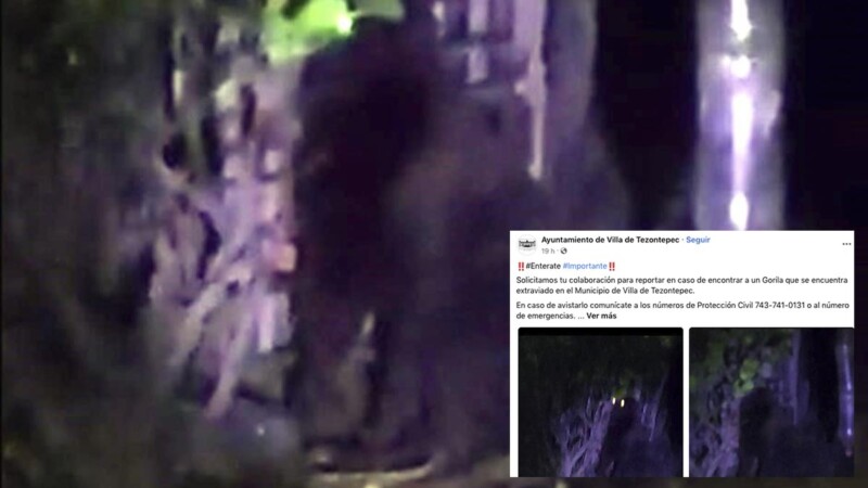 Cunde el terror en Hidalgo por gorila suelto