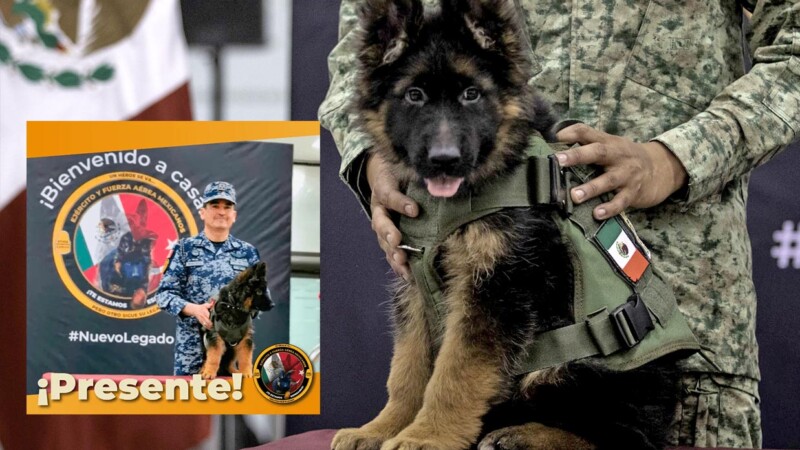 Llega a México perrito donado por Turquía en honor a Proteo