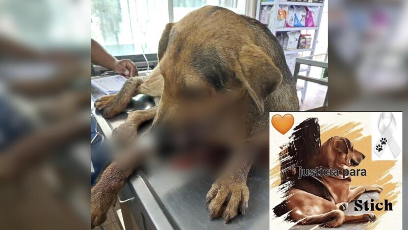 Empleados de negocio matan a palos a un perrito en Guerrero