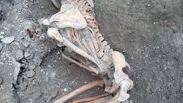 Descubren dos nuevos cuerpos en Pompeya