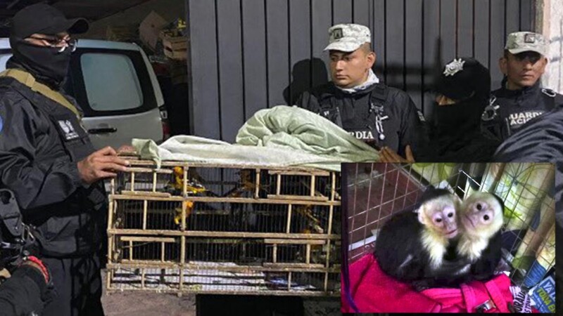 Autoridades rescatan cientos de aves, monos y perros en CDMX