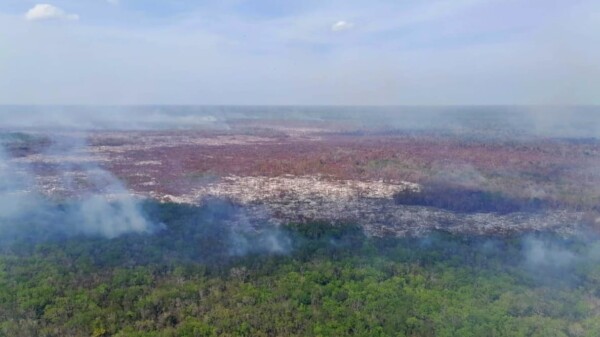 Liquidado al 55% el incendio forestal en San José, Lázaro Cárdenas