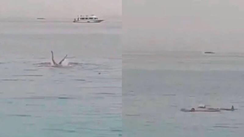 Muere joven ruso tras ataque de tiburón en el mar Rojo de Egipto (VIDEO)