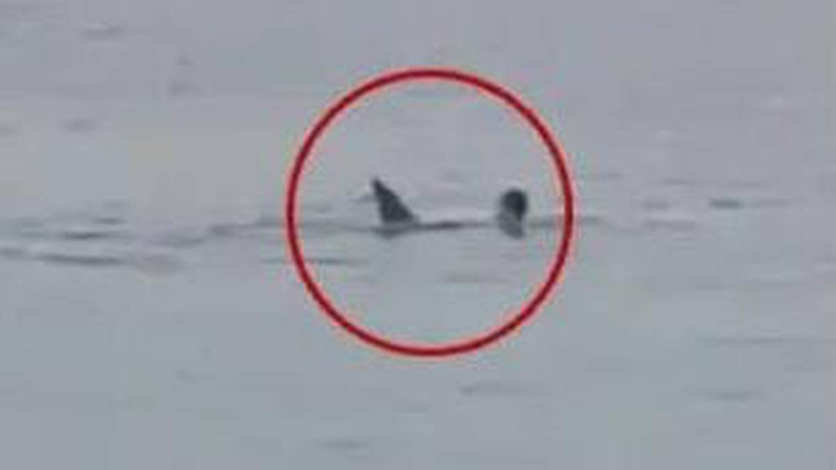 Muere joven ruso tras ataque de tiburón en el mar Rojo de Egipto; se sabe que el escualo ya fue capturado y sometido a exámenes.