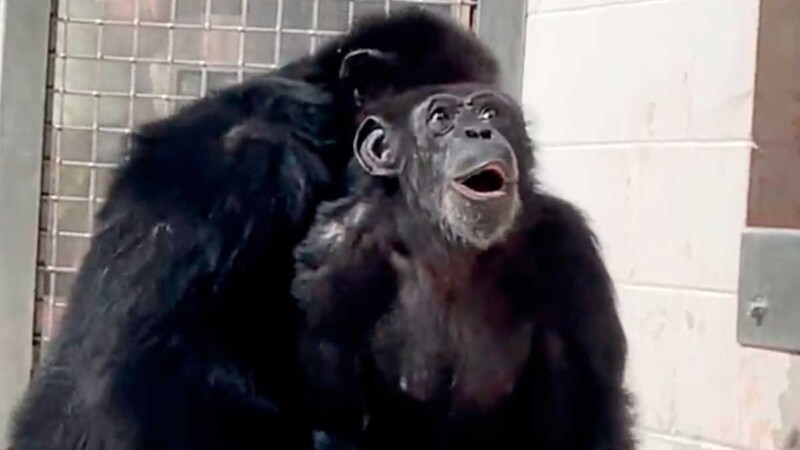 Así reaccionó una chimpancé tras ver el cielo por primera vez