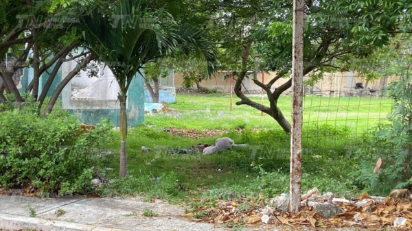 Hallan muerta a una persona en un parque de la Supermanzana 64 de Cancún.