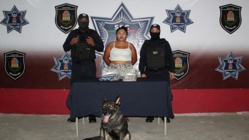 Binomio canino detecta a mujer con droga en terminal de autobuses de Cancún