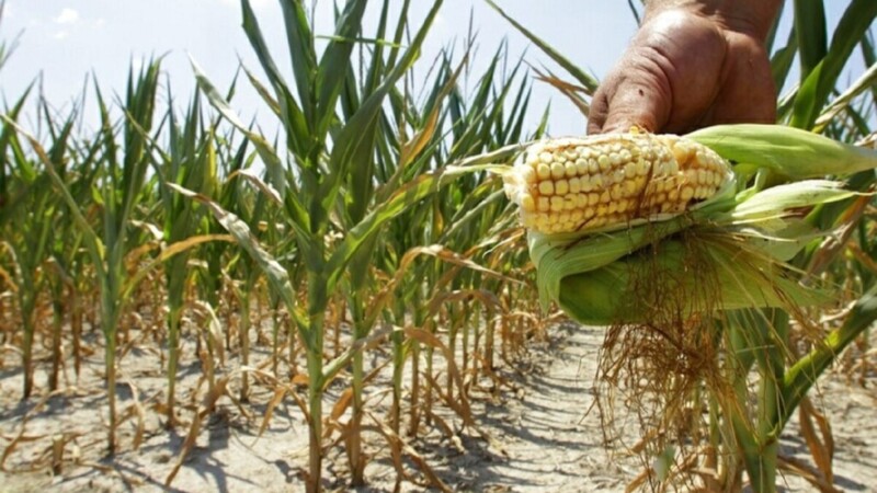 Canadá se une a EU contra México sobre maíz transgénico