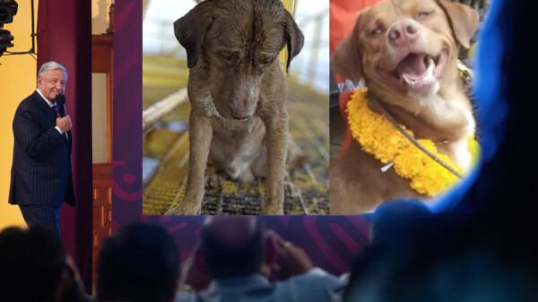 Enviará AMLO iniciativa contra el maltrato animal