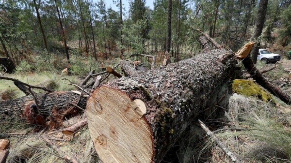 Reconoce AMLO tala clandestina en algunas zonas del país