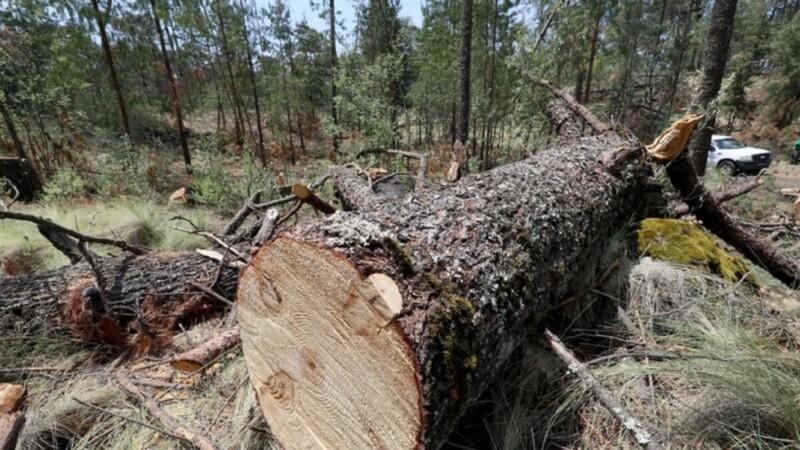 Reconoce AMLO tala clandestina en algunas zonas del país