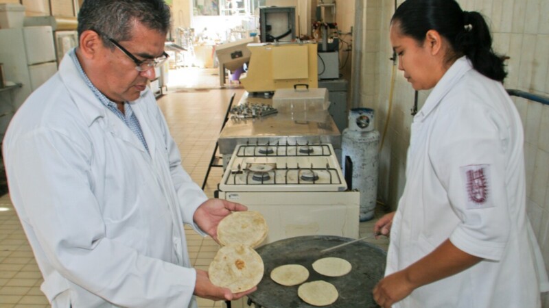 Tortillerías sólo usarán maíz blanco no transgénico: AMLO