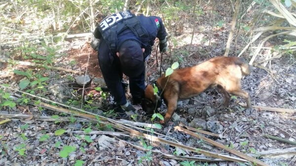 Hallan restos óseos en zona selvática de José María Morelos.