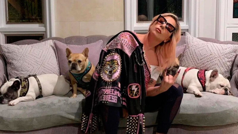Lady Gaga no pagará la recompensa que ofreció por sus perros