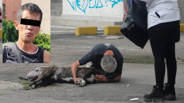 Perrito en CDMX salva a su dueño de asalto, pero muere baleado