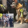 Jubilan a 4 perritos policias de San Luis Potosí