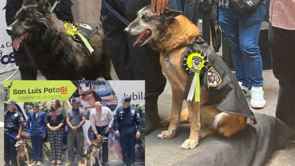 Jubilan a 4 perritos policias de San Luis Potosí