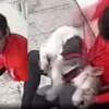 Exhiben a psicópata propinando golpiza a perrito en CDMX