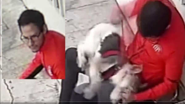 Exhiben a psicópata propinando golpiza a perrito en CDMX