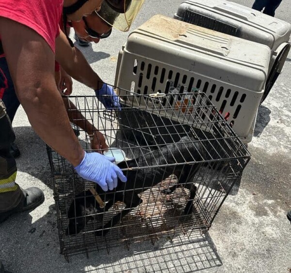 Rescatan 5 perros y un gallo en malas condiciones en el fraccionamiento Alejandría Rescatan 5 perros y un gallo en malas condiciones en el fraccionamiento Alejandría; el operativo se realizó en atención a un reporte ciudadano.