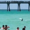 Avistan un tiburón entre bañistas en popular playa de Florida
