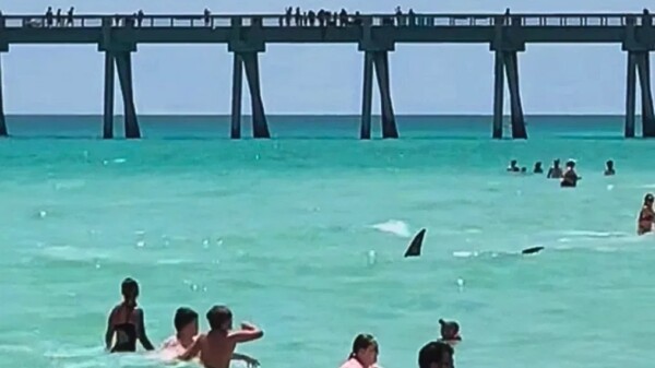 Avistan un tiburón entre bañistas en popular playa de Florida
