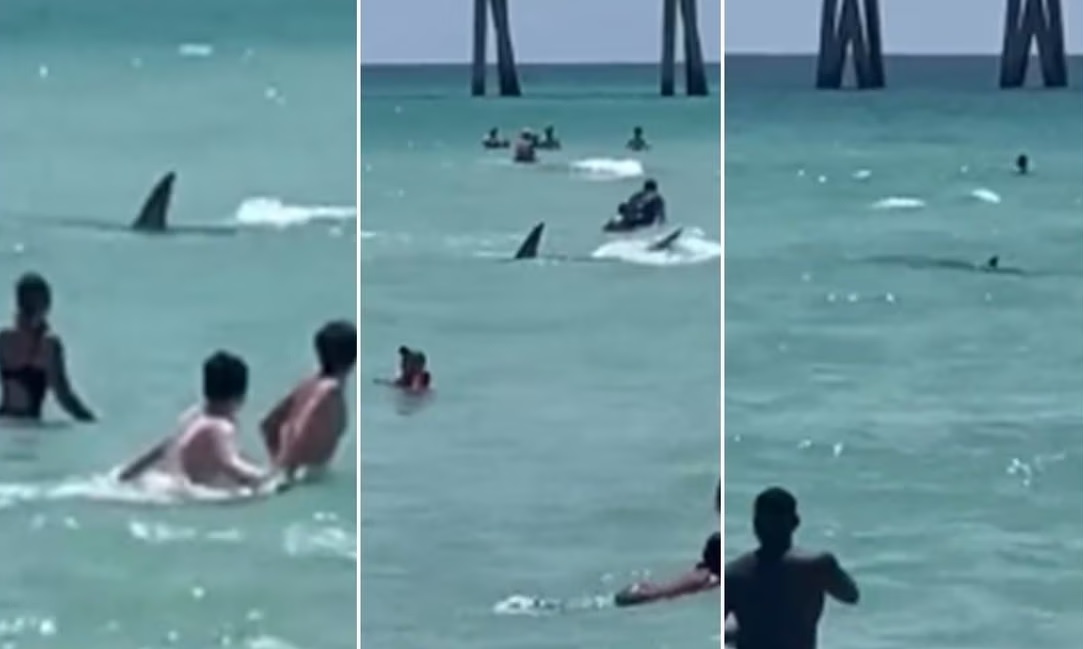 Avistan un tiburón entre bañistas en popular playa de Florida: fue una escena aterradora como en las películas.