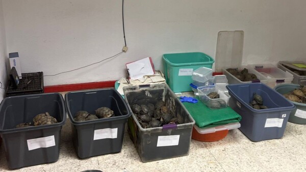 Accidente carretero deja al descubierto tráfico de tortugas