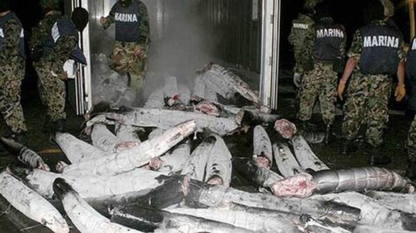 Cadena perpetua al narco que ocultaba cocaína en tiburones