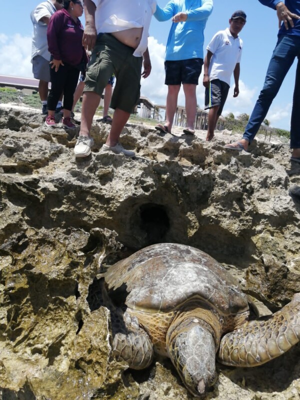 Rescata un turista a tortuga marina varada en parque de Cozumel; Griffins Wagoner, su familia y un guía de Punta Sur, auxiliaron al quelonio.