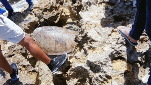 Rescata un turista a tortuga marina varada en parque de Cozumel