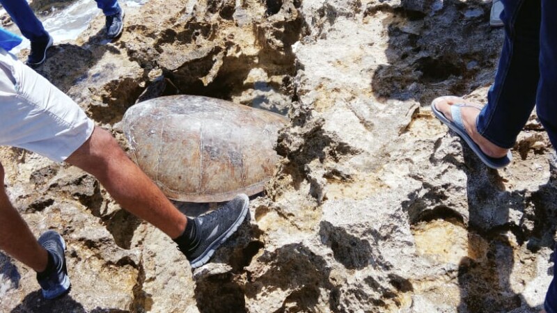 Rescata un turista a tortuga marina varada en parque de Cozumel