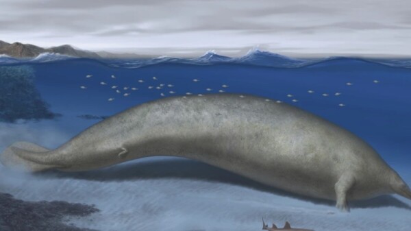 Descubren fósil del animal más pesado que existió