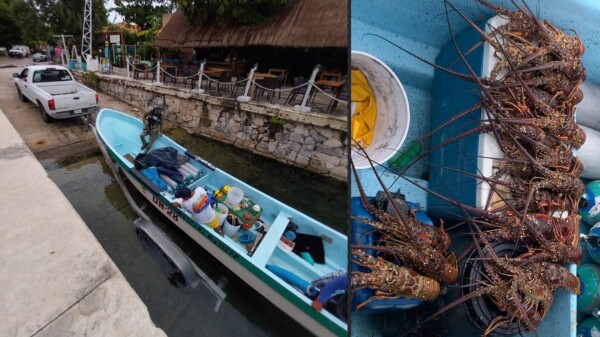 En Playa del Carmen asegura la Marina langostas y artes de pesca prohibidas.