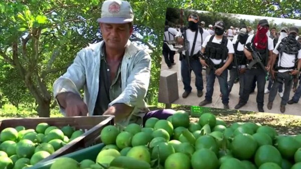 Por extorsiones, productores de limón en Michoacán suspenden producción