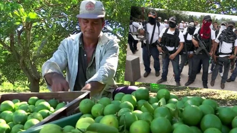 Por extorsiones, productores de limón en Michoacán suspenden producción