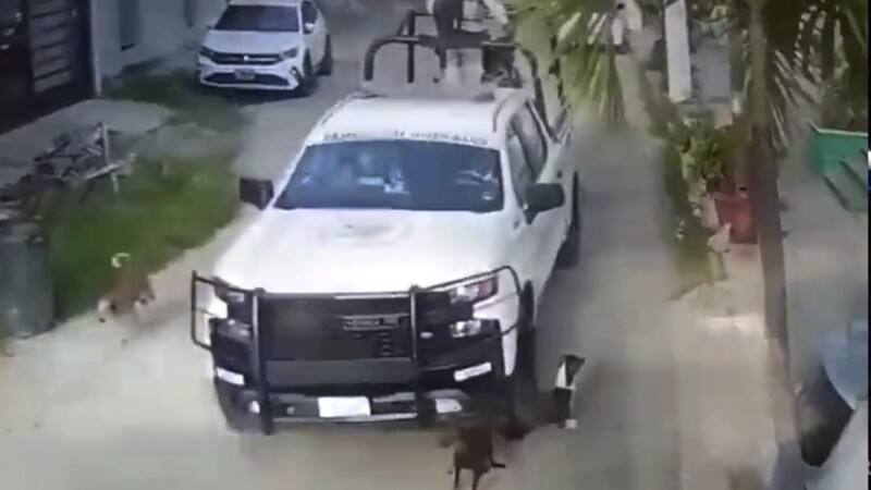 Indigna atropellamiento de perritos por elementos de la Guardia Nacional