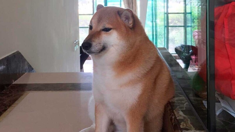 Muere el perrito de los memes, Cheems