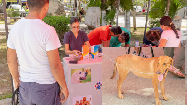Anuncian programa de esterilización canina y felina en Tulum