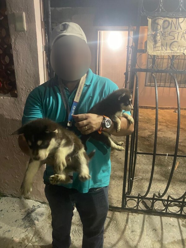 Fueron asegurados una canina hembra y cuatro cachorros de la raza Husky Siberiano.