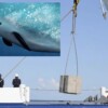 La Semar protegerá a la vaquita marina con bloques de concreto