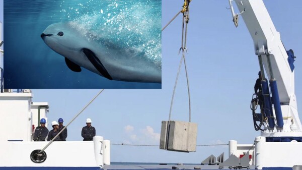 La Semar protegerá a la vaquita marina con bloques de concreto