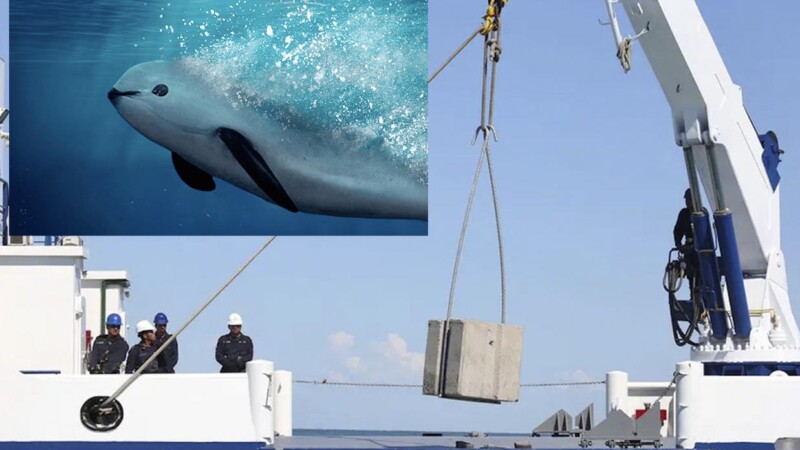 La Semar protegerá a la vaquita marina con bloques de concreto