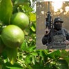 Inician sicarios en Michoacán ejecuciones de limoneros, van 3