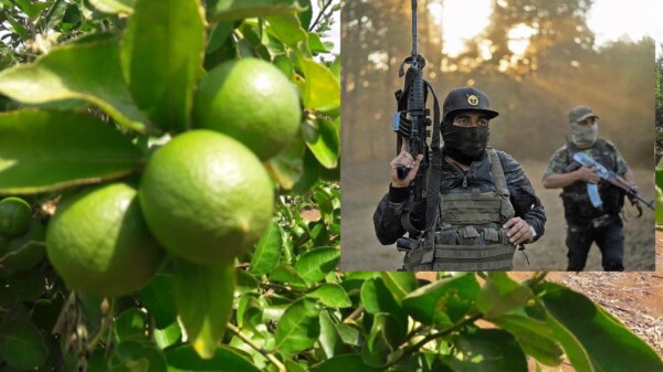 Inician sicarios en Michoacán ejecuciones de limoneros, van 3