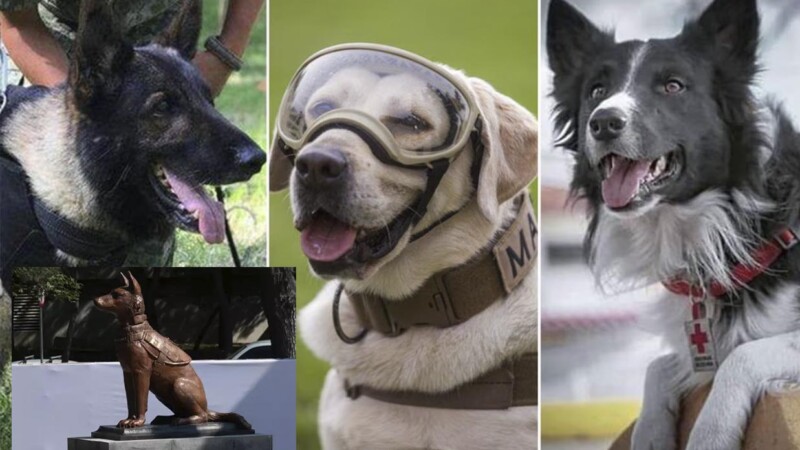 Estatua y honores para perritos rescatistas en su día