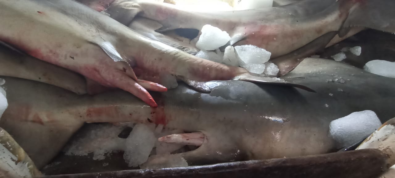 Interceptan embarcación con tres toneladas de tiburón tintorera en Cozumel; los tripulantes no contaban con la documentación respectiva.