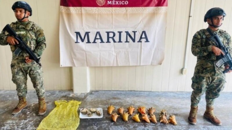 Asegura la Marina especies en veda en la zona de Isla Mujeres.