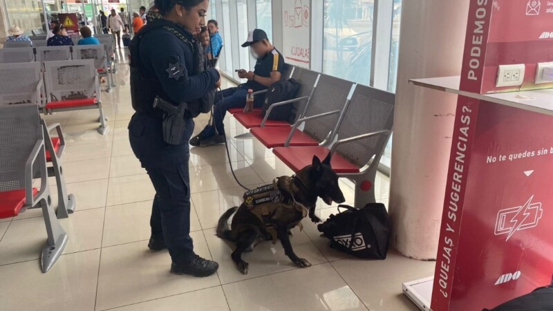 Localiza perro policía paquetes con marihuana en el ADO de Chetumal